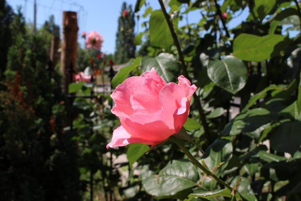 Flowers Apartments Nesebar Bagian luar foto