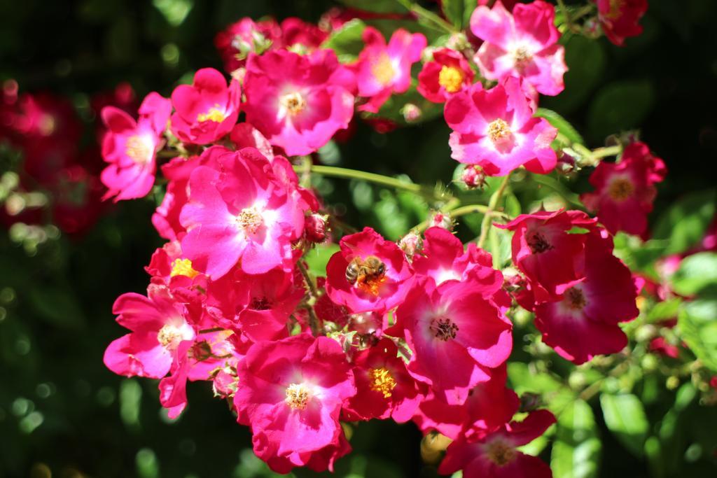 Flowers Apartments Nesebar Bagian luar foto